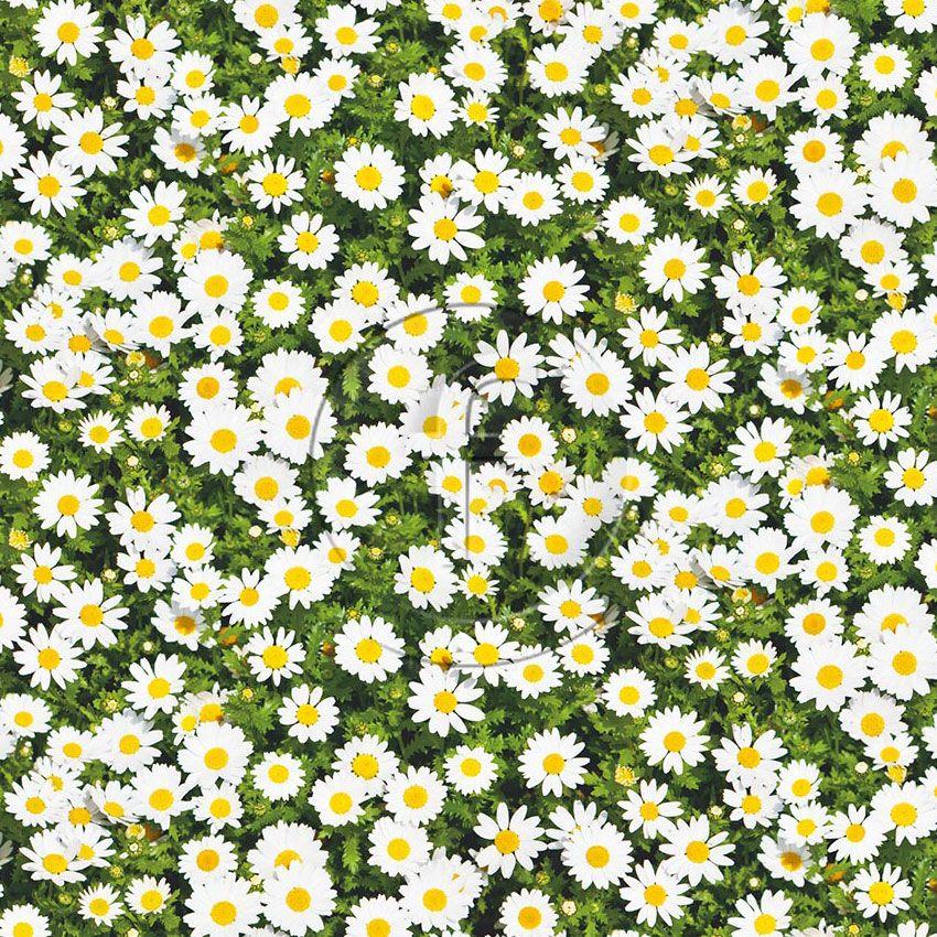 Daisy, Floral, Image Scalable Stretch Fabric: Green/White